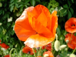 Coquelicot