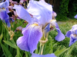 Iris bleu