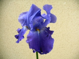 Iris bleu