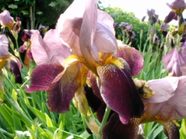 Iris mauve