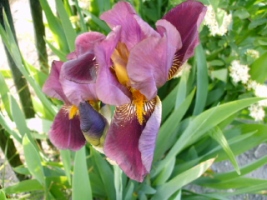 Iris violet