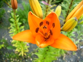 Lys asiatique orange