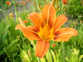 Lys orange