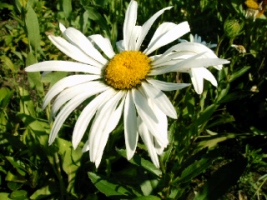 Marguerite