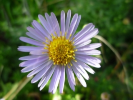 Aster bleu