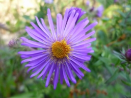 Aster mauve