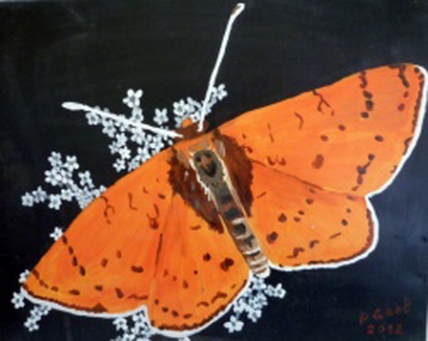 Papillon orange